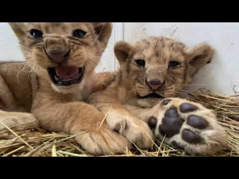 Видео: МИ-МИ-МИШНО ! Львята слушают перекличку взрослых львов !