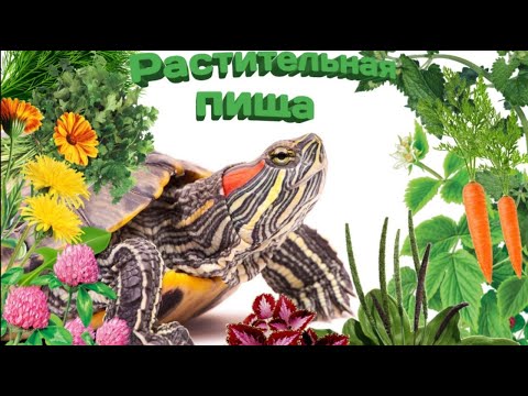 Видео: Рацион питания красноухих черепах. Растительная пища