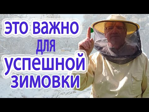 Видео: Как сформировать гнездо пчёл, чтобы семьи зимой не погибли.