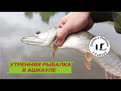 Видео: утренняя рыбалка на Кану в близ деревни Ашкаул Канский район Красноярский край