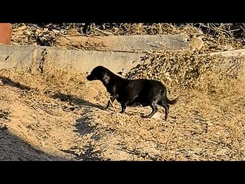 Видео: Бездомная собака с 8 щенками выживала в холоде, пока девушка не изменила их судьбу.