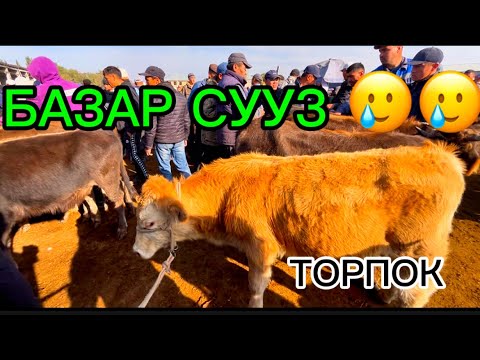 Видео: ОЗГОН ТОРПОК БАЗАР 05.10.2025#памиртв #торпокбазар #озгон #ош #КУРШАБ #малбазар2025 