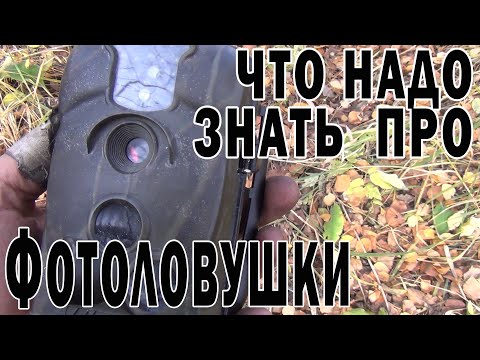 Видео: Что надо знать про фотоловушки