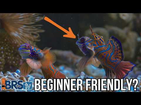 Видео: 5 простых видов морской рыбы для новичков!