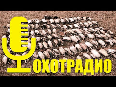 Видео: 🔴СРОЧНО-ПРОБЛЕМЫ ОХОТЫ НА УТКУ🔴ОХОТРАДИО