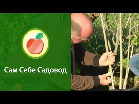 Видео: Размножаем саженцы воздушными (китайскими) отводками