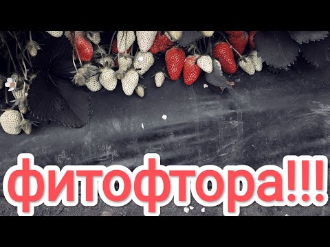 Видео: Борьба с  фитофторозом на клубники (землянике садовой)#фитофтороз