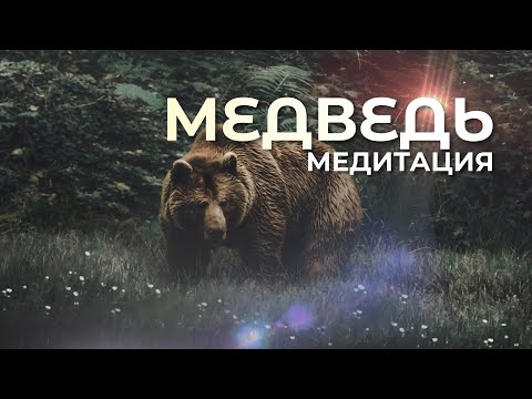 Видео: МЕДВЕДЬ 🐻 Медитация защищающий, сильный отец