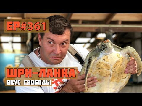 Видео: 361 Как помогают морским черепахам?
