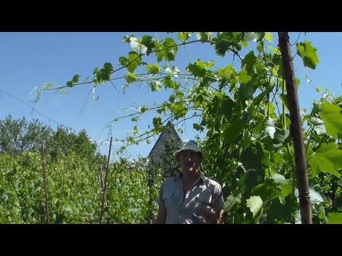 Видео: Побеги переросли верхнюю проволоку