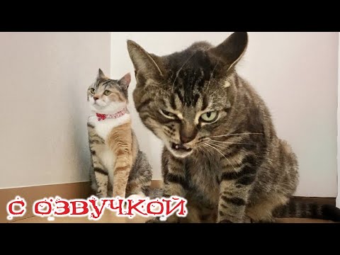 Видео: Приколы с котами! - С ОЗВУЧКОЙ! Смешные коты! Смешные видео с животными!
