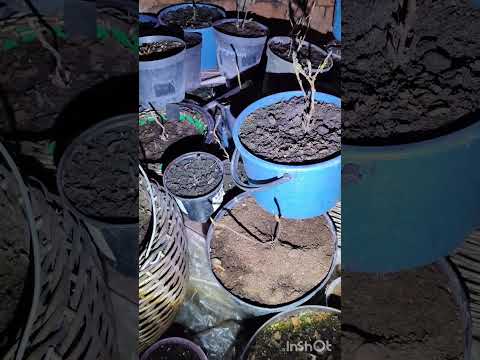 Видео: зимовка крупнолистной гортензии в средней полосе