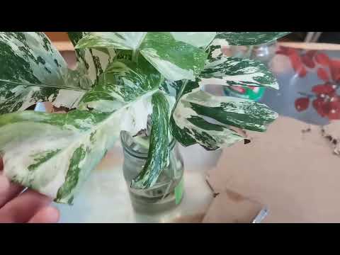 Видео: МОИ ДОМАШНИЕ ДЖУНГЛИ Размножение монстеры Альба черенкованием РЕЗУЛЬТАТ