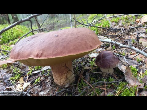 Видео: Грибы 🍄 ГИГАНТЫ Боровые , Три долеких Леса Дали результат , Грибов Мало но Я с Грибами , Кто ищет