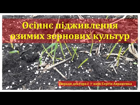 Видео: Осіннє підживлення озимих зернових культур