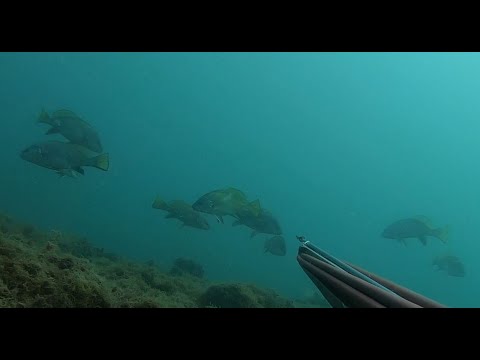 Видео: Врани в Черно Море (Brown Meagre in Black Sea)
