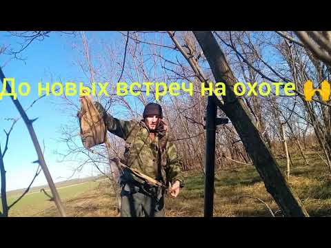 Видео: На зайца  с эстонскими гончими 👍