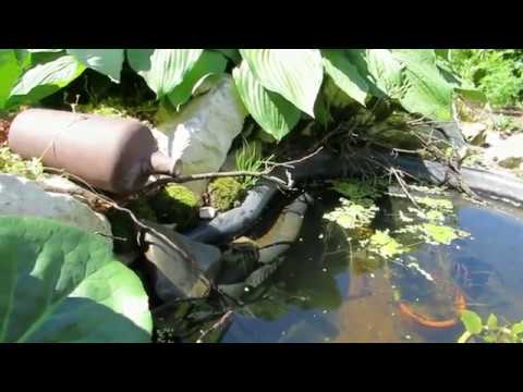 Видео: Аквариумные рыбки в садовом пруду.