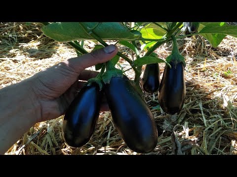 Видео: СДЕЛАЙ ТАК И СОБИРАЙ БАКЛАЖАНЫ ТОННАМИ! КАК ВЫРАСТИТЬ БАКЛАЖАН БЕЗ ХИМИИ