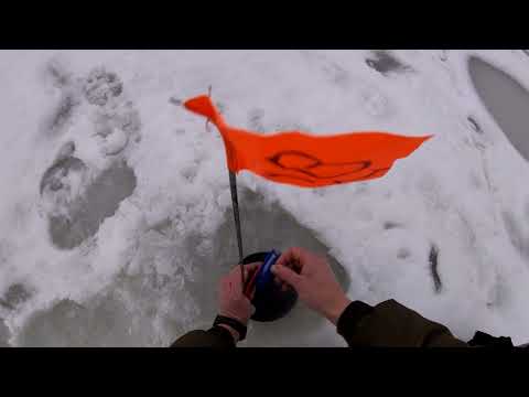 Видео: рыбалка на хапугу