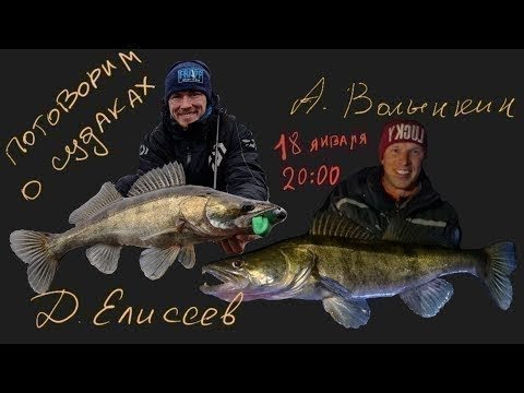 Видео: Обсуждаем с Димой Елисеевым поведение судака на разных водоёмах.