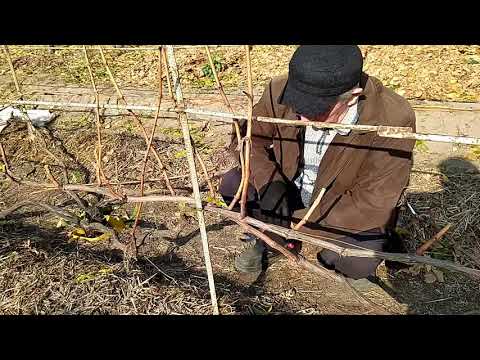 Видео: Обрезка кустов винограда с различными формировками