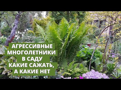 Видео: Агрессивные растения в моем саду