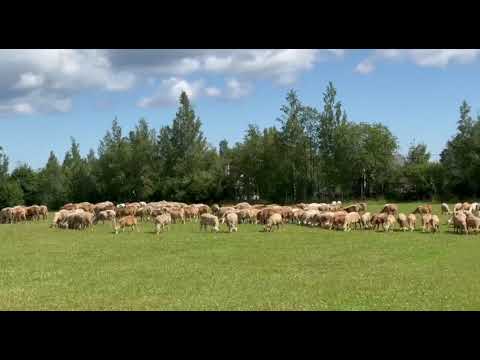 Видео: Лето в Катумах (катумские овцематки)