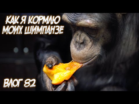 Видео: Что сейчас творится в Тюменском Цирке? | Пообщался с животными | О наших артистах