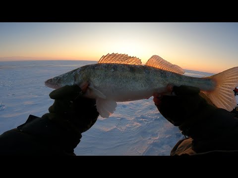Видео: ЗИМНЯЯ РЫБАЛКА 11.02 2025. Ловля судака. Капчагай