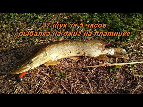 Видео: "37 щук за 5 часов" - осенняя рыбалка на джиг (поймал-Атпусти!1!)