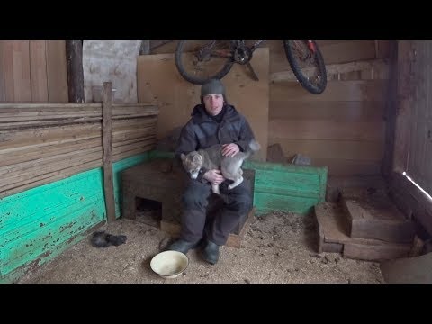 Видео: Лайка выбор щенка
