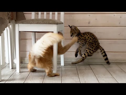 Видео: МЕЙН-КУН НАПАЛ НА СЕРВАЛА ПРИ ПЕРВОМ ЗНАКОМСТВЕ