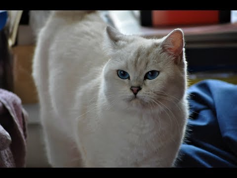 Видео: Беременность кошек. Первые признаки. Беременна ли кошка