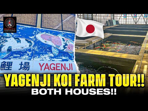 Видео: Экскурсия по ферме кои Ягендзи! Отличные кои и оборудование!