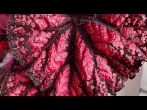 Видео: Фитильный полив бегонии