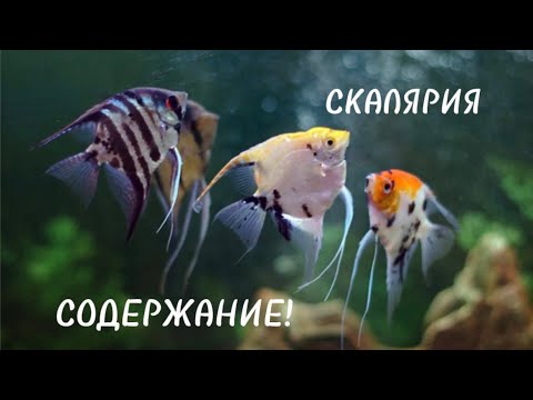 Видео: СКАЛЯРИЯ:содержание , уход и разведение 🐠