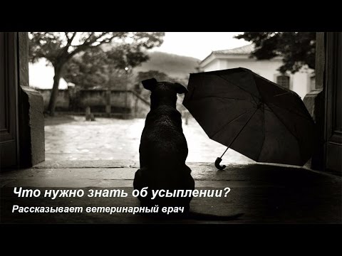 Видео: Усыпление животных, эвтаназия кошек и собак ЭТО НУЖНО ЗНАТЬ!