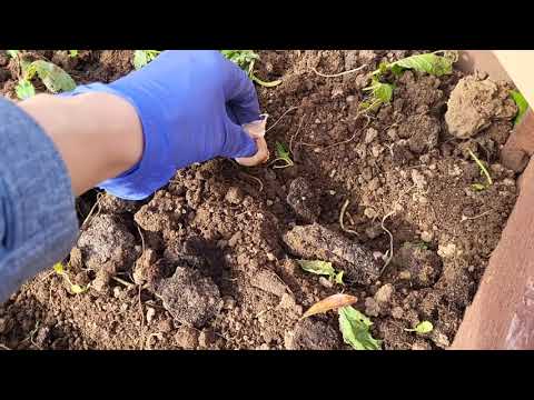 Видео: КОГДА И КАК ПРАВИЛЬНО ПОСАДИТЬ ЧЕСНОК🧄