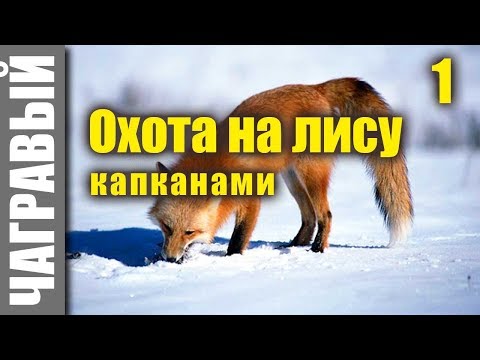 Видео: Охота на лису капканами на приваде | начало