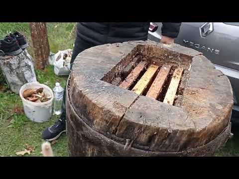 Видео: Вулик колода .колоде бджiльництво