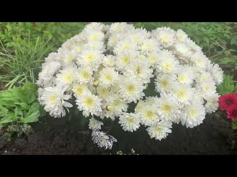 Видео: Мультифлора, в чем секрет?