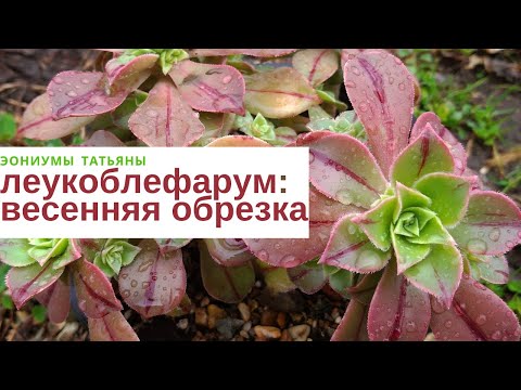 Видео: Леукоблефарум. Весенняя обрезка