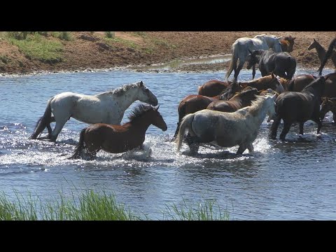 Видео: Нижне - Павловское ранчо. Лошади на реке.