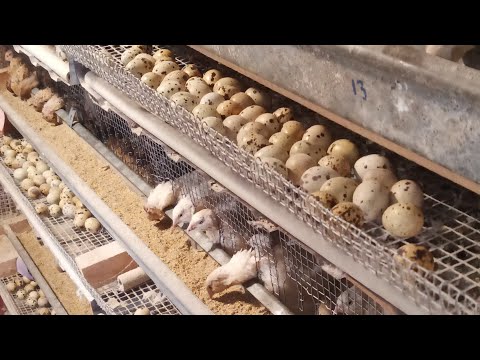 Видео: Супер корм для перепілок - економія 40% - вирощування перепілок