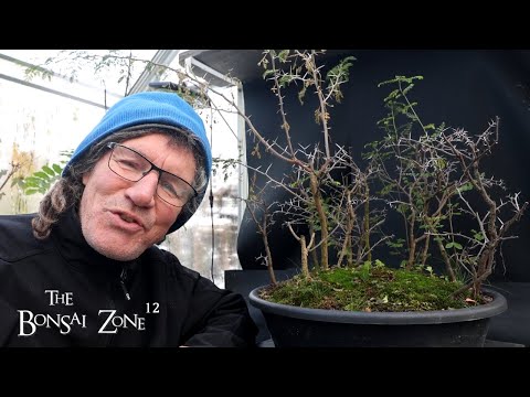 Видео: Пересадка акаций в холодную погоду, The Bonsai Zone, ноябрь 2025 г.