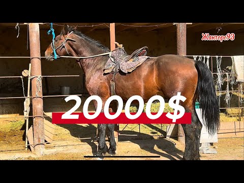 Видео: Омурбектин тору Аты +996-771-102-699  31 октября 2025 г.