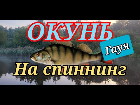 Видео: Окунь На Спиннинг. Гауя.