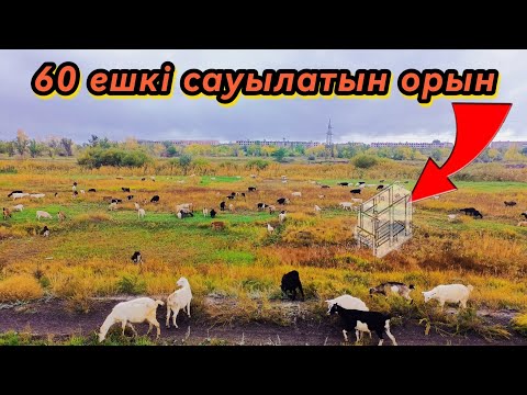 Видео: Немістерді қайталап Қазақтар жасаған 60 ешкі сауатын орын өте ыңғайлы екен