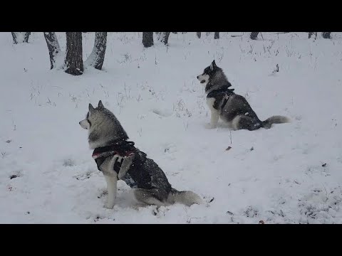 Видео: Погода хаски🐺🐾❄#huskyidel #сибирскийхаски #челябинск